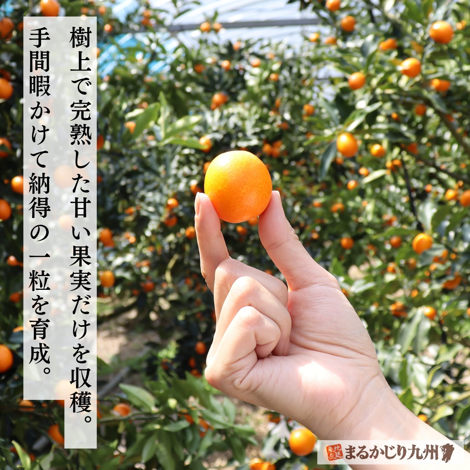 樹上で完熟を迎えた宮崎県産きんかん