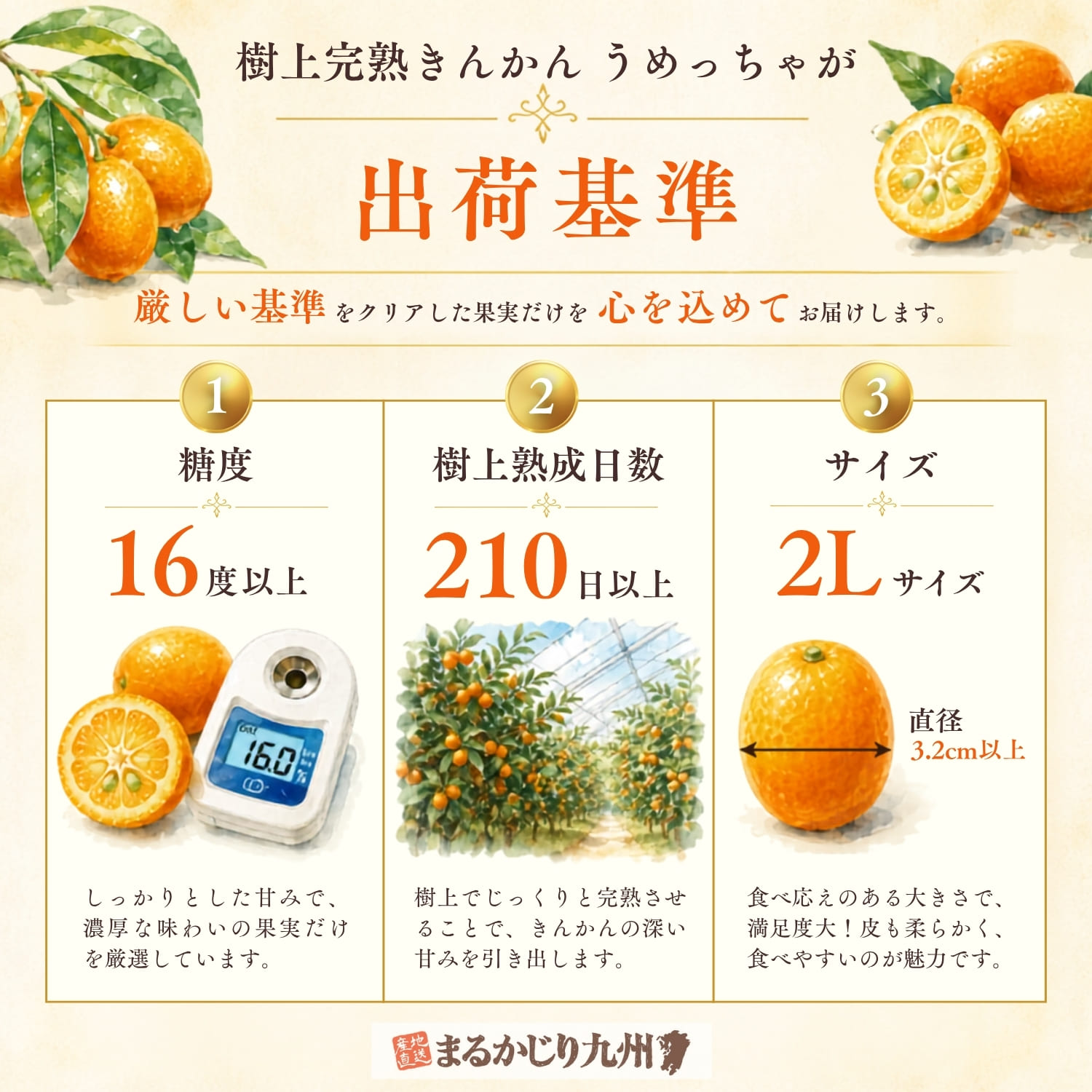 樹上完熟きんかんの出荷基準を紹介するインフォグラフィック