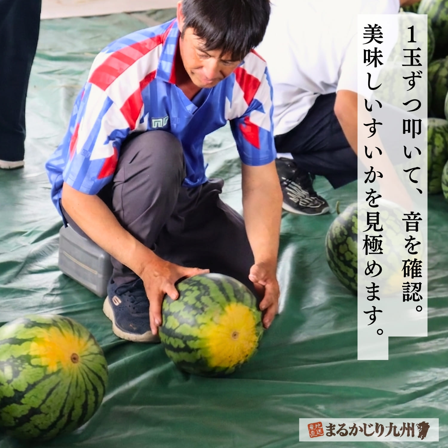 すいかの成熟具合をチェックするきたざきすいかの農家さん