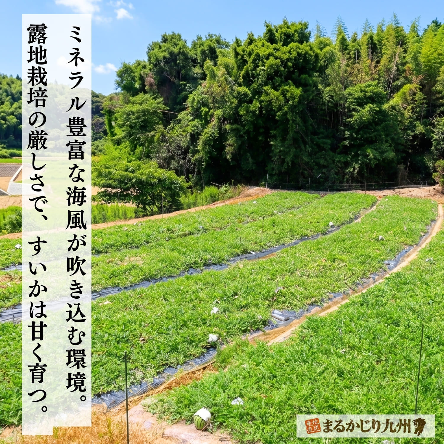 玄界灘に面した福岡市西区北崎地区のスイカ畑。海からのミネラルを含む土壌と露地栽培の風景