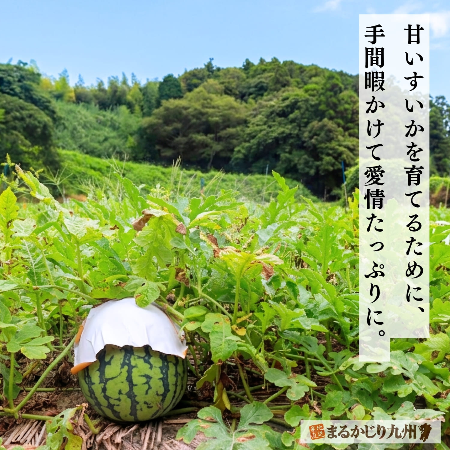 甘いすいかを育てるために一切の妥協を許しません
