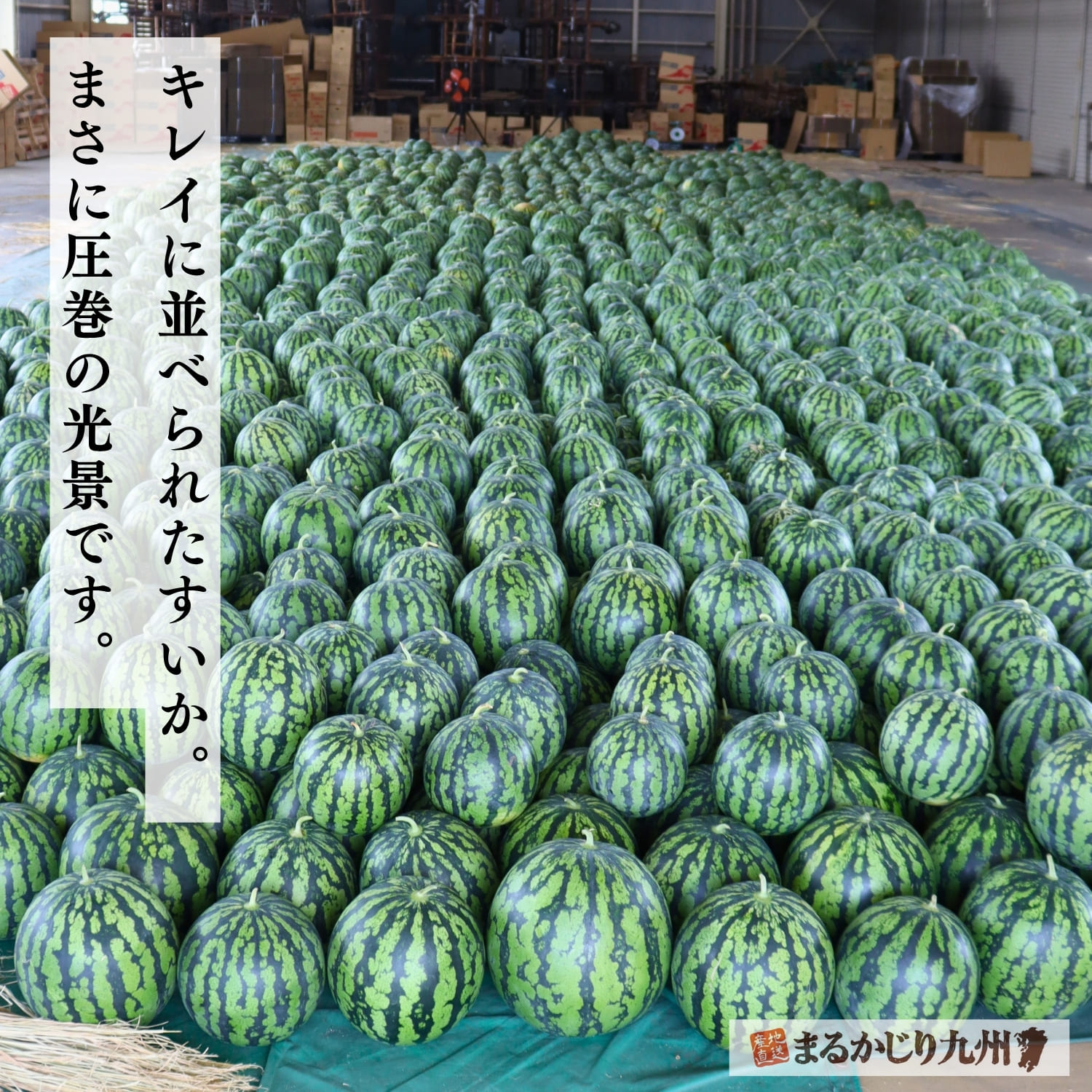 倉庫にずらりと並んだきたざきすいかは圧巻