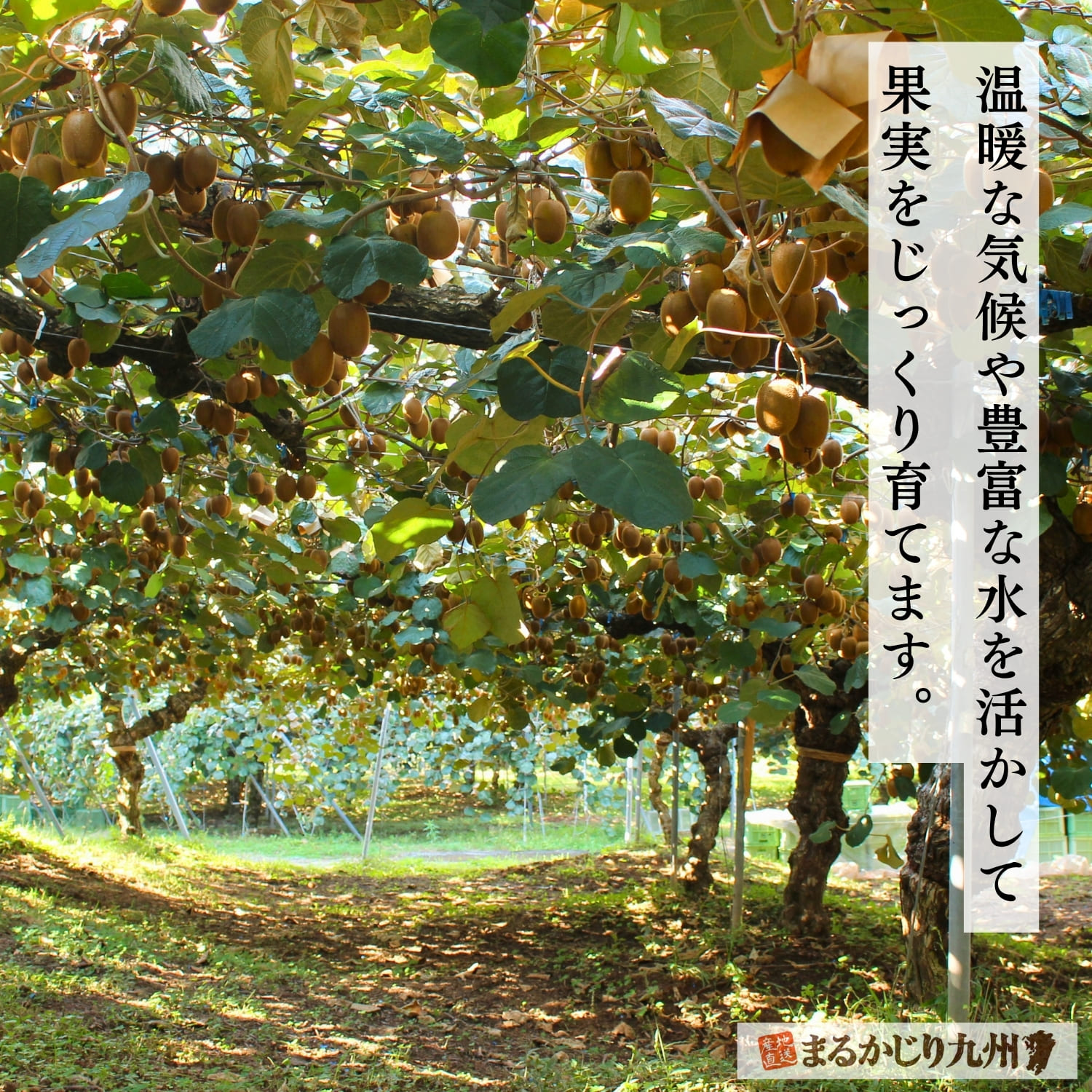福岡県のキウイ農園で果実が育つ栽培環境
