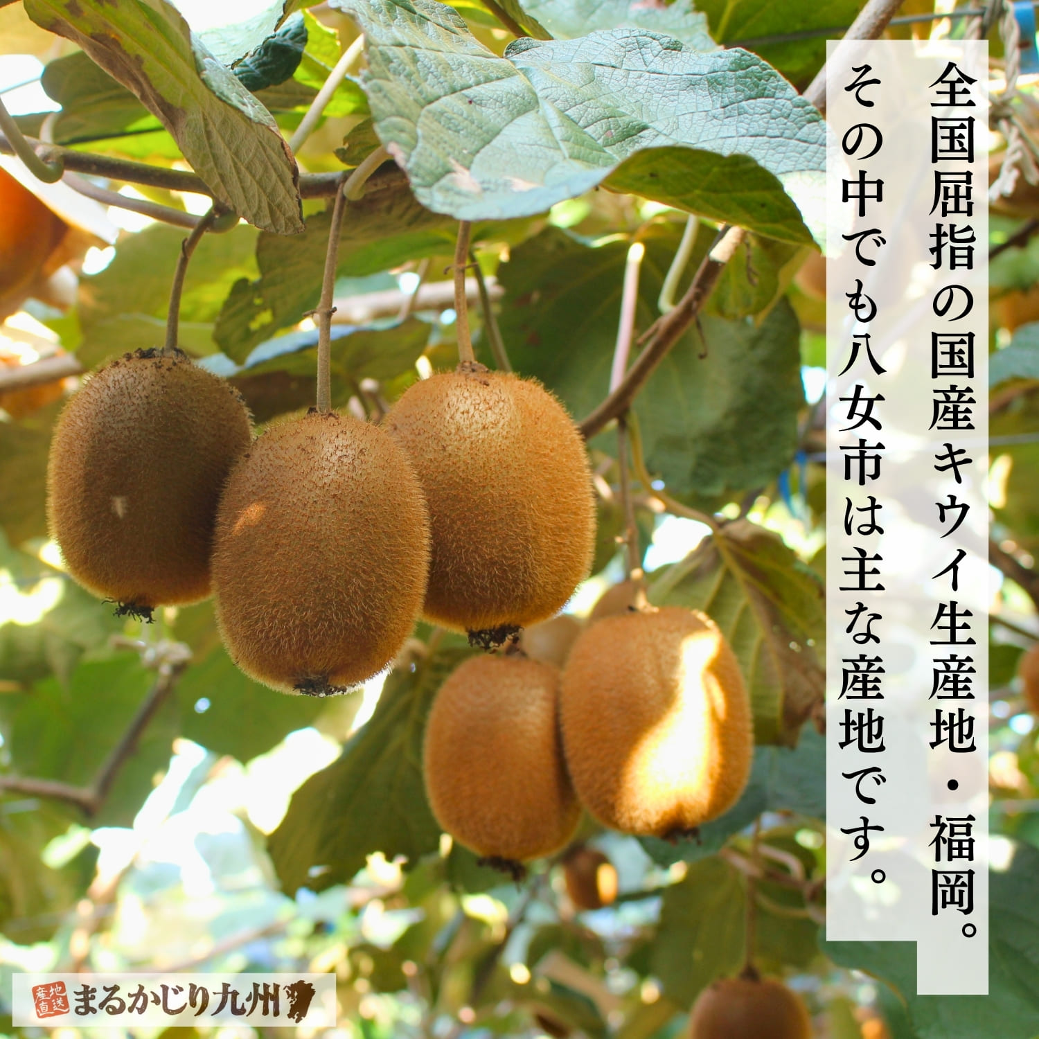 福岡県を代表する国産キウイの産地風景