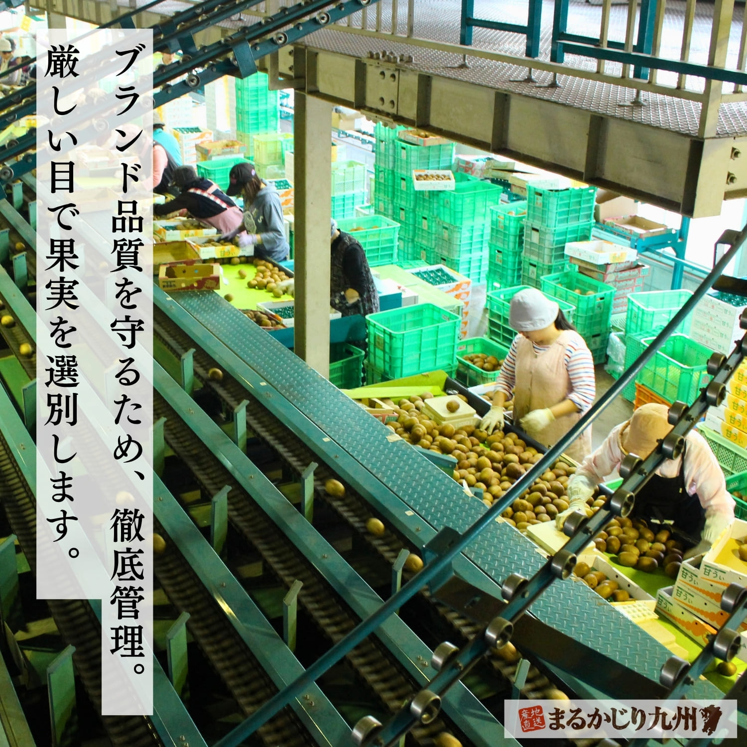 光糖度センサーと人の目で厳選される高品質な福岡県産キウイ