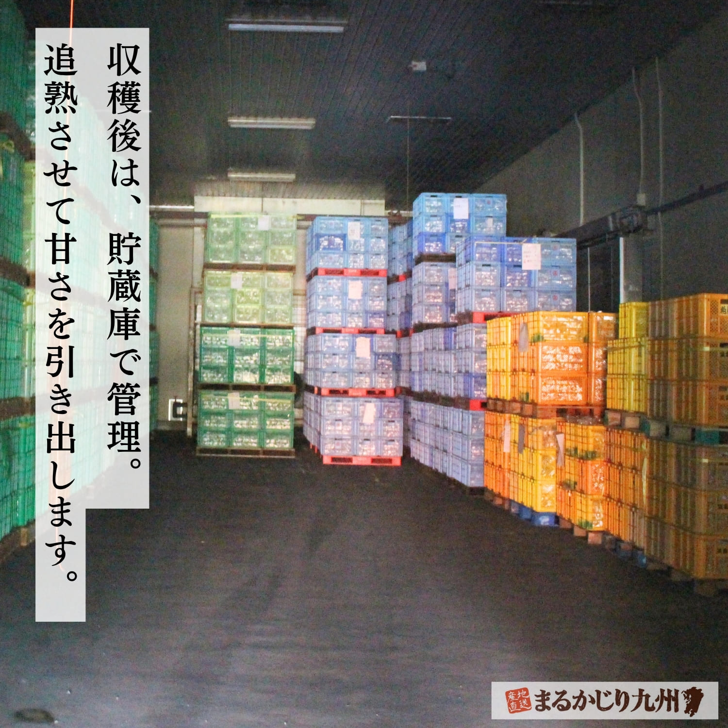 福岡県産キウイを追熟する専用熟成庫