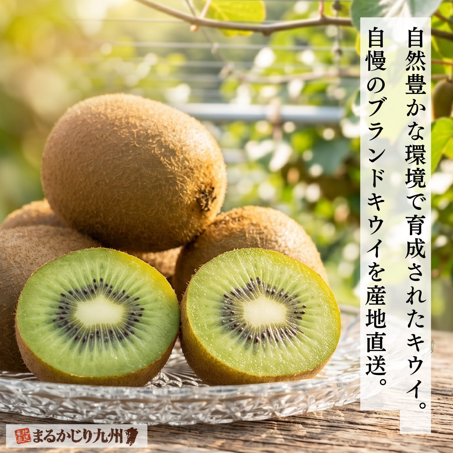 福岡県八女市で栽培されるブランドキウイ博多甘熟娘