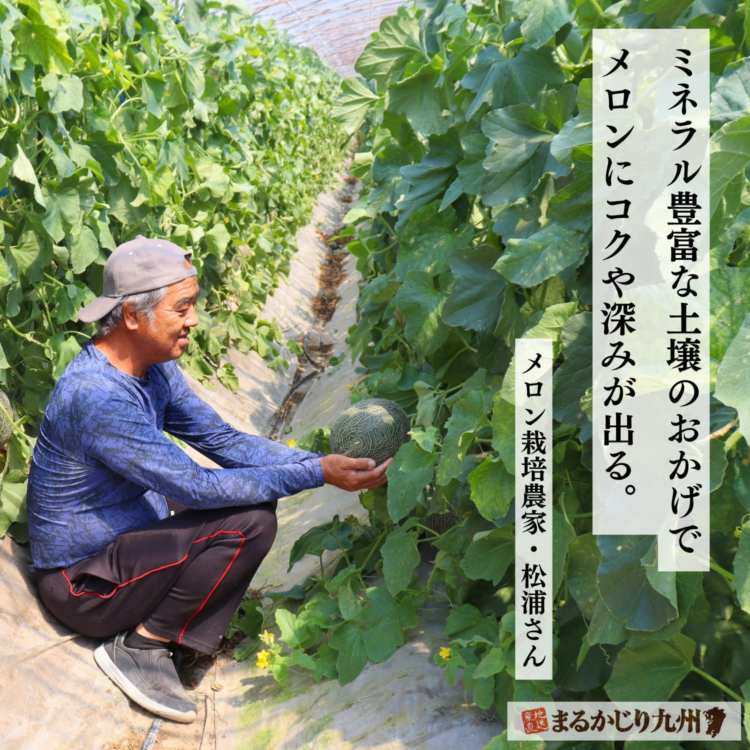 熊本のメロン栽培農家・松浦さん。35年以上の経験が詰まった眼差しでメロンを見守ります。