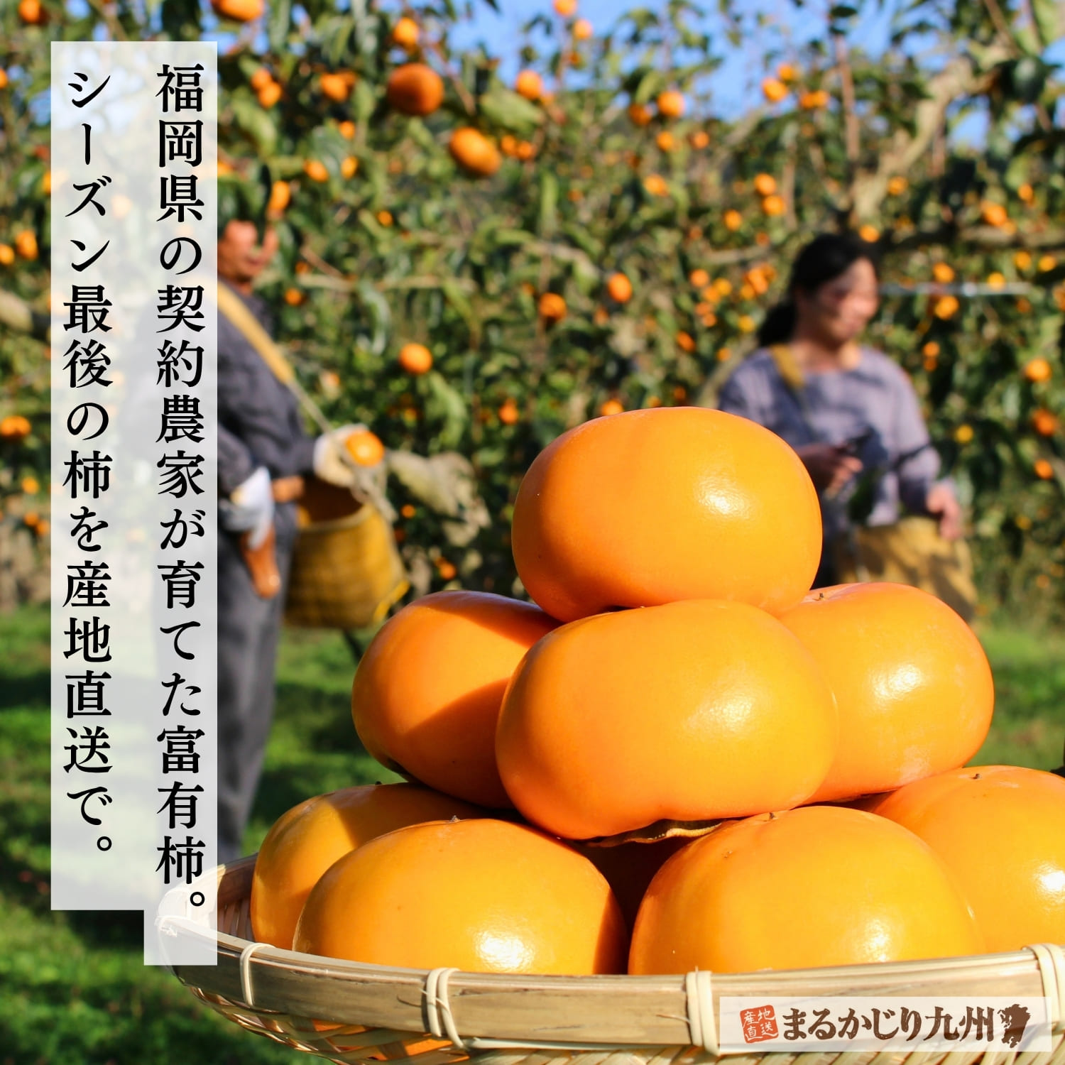 福岡県久留米市・うきは市のベテラン柿農家が育てた富有柿