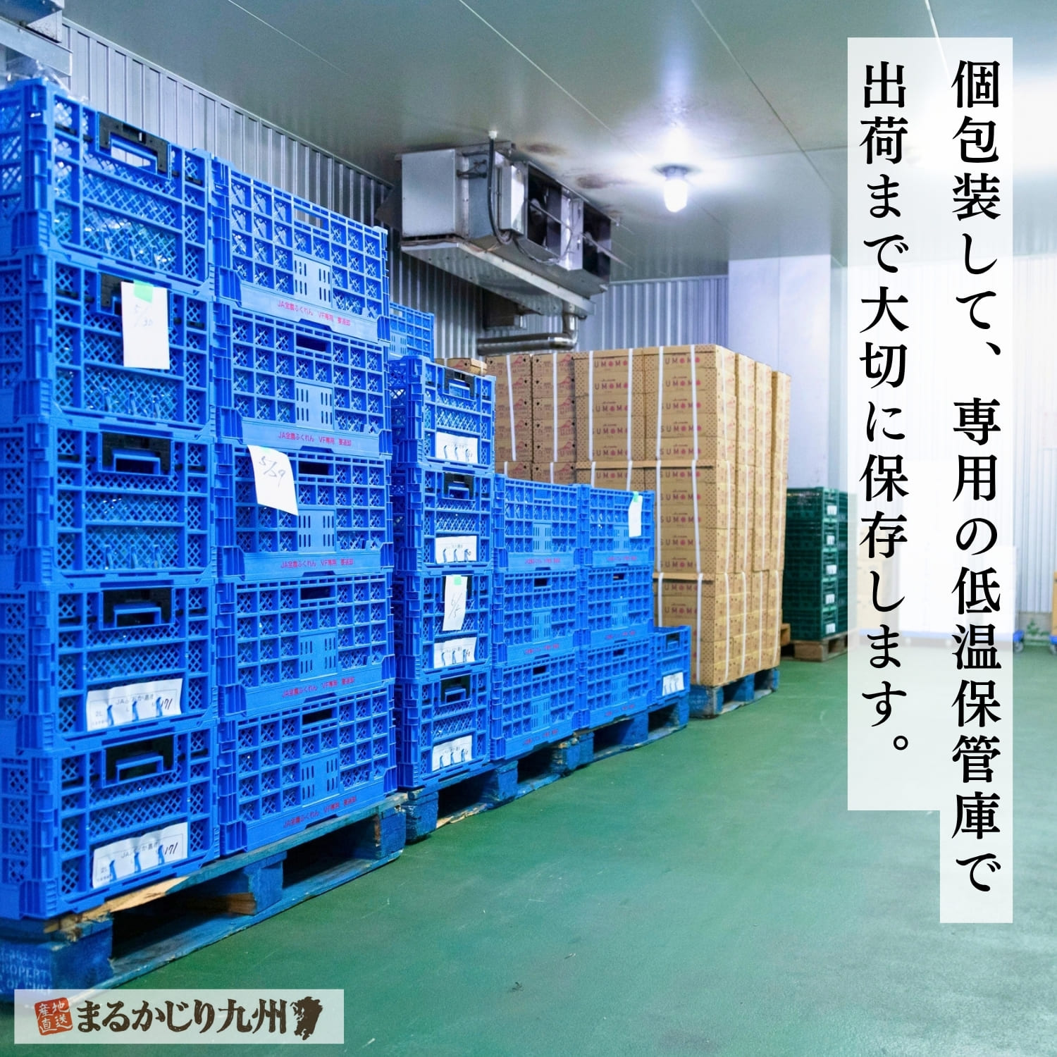 越冬 蔵出し富有柿を出荷まで貯蔵する福岡の低温保管庫｜コンテナが並ぶ庫内の様子