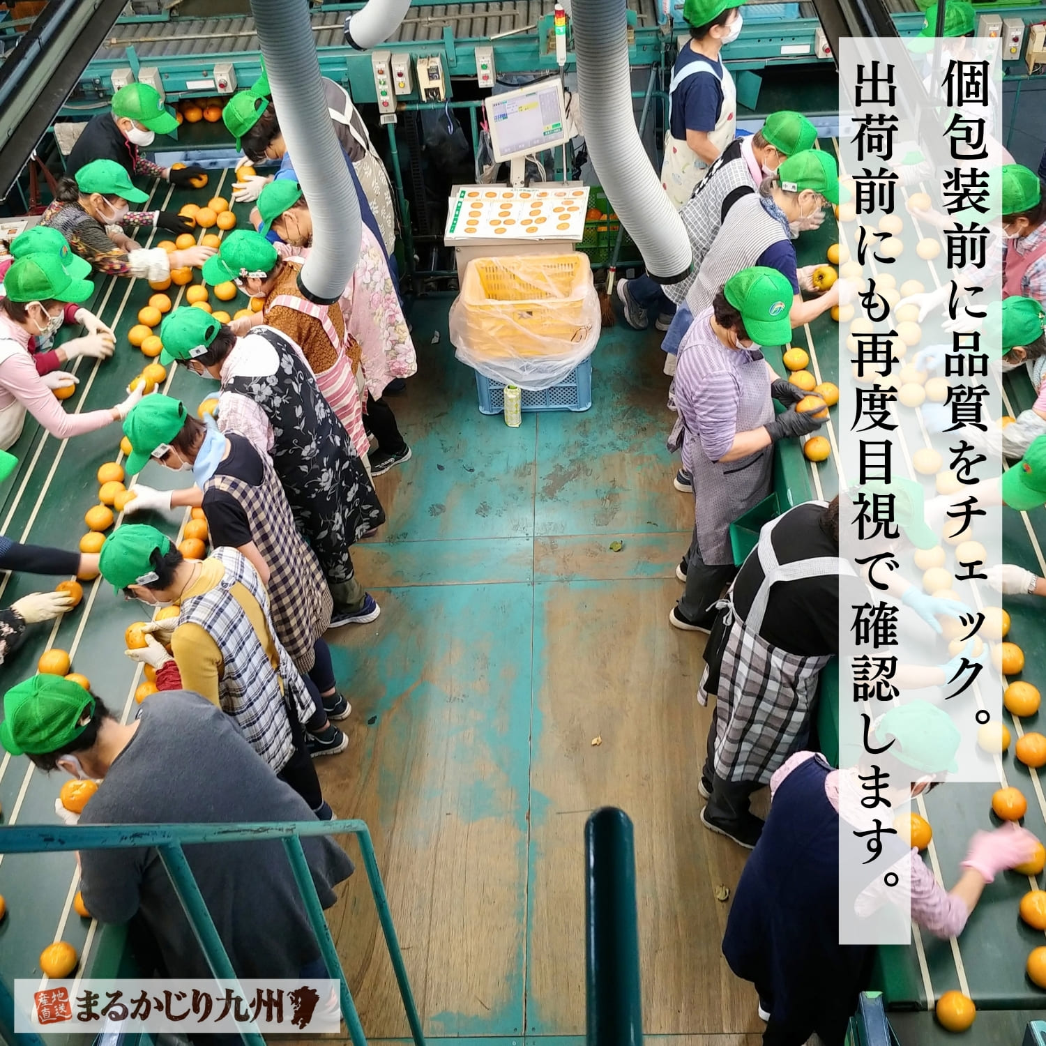福岡の選果場で富有柿を一玉ずつ手に取り目視で品質チェックする作業の様子