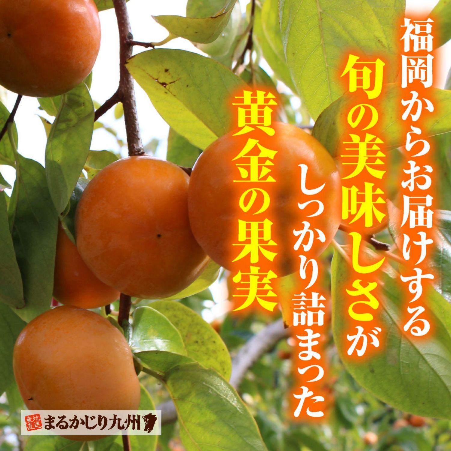 旬の美味しさがしっかり詰まった黄金の果実