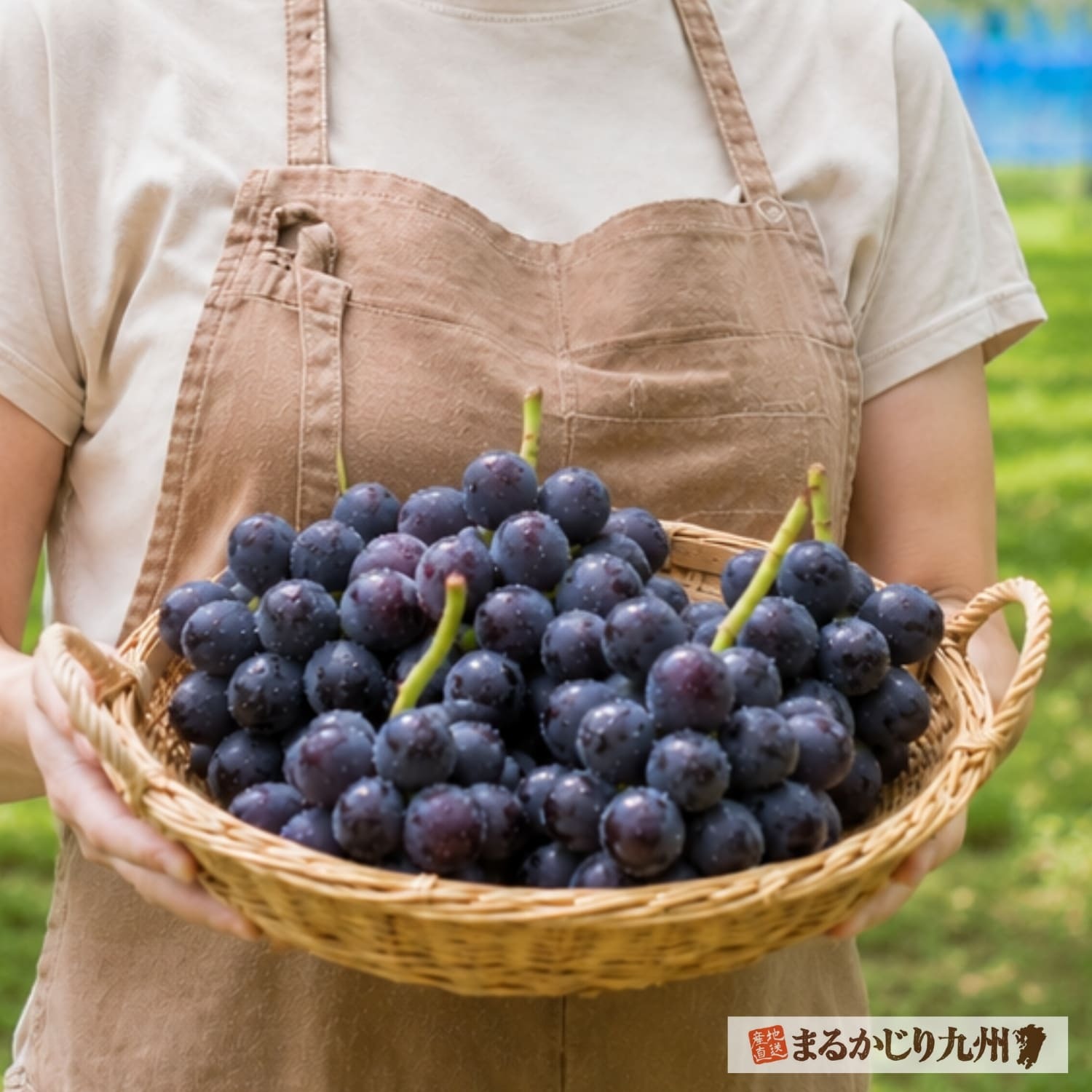田主丸の農家から通販でお届けする完熟巨峰