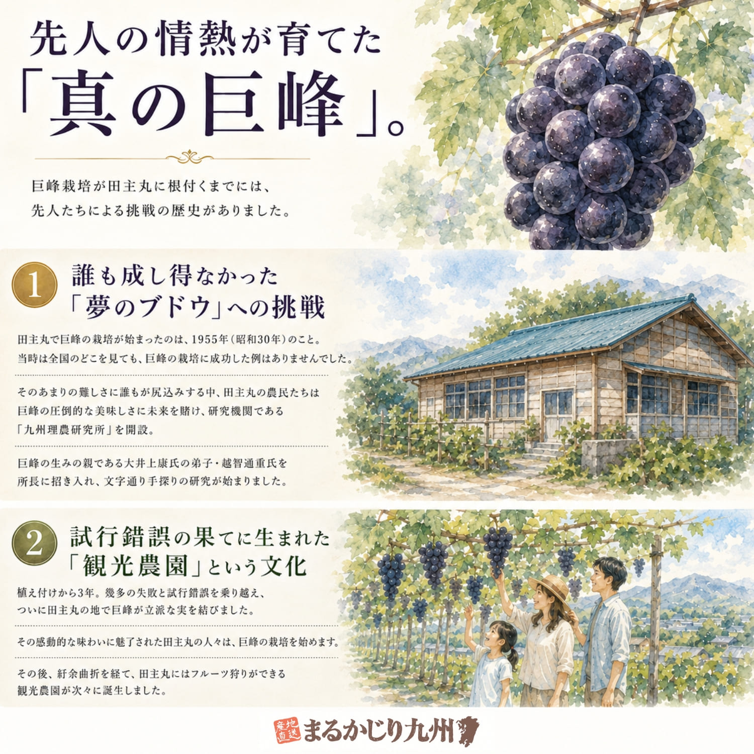 福岡県久留米市田主丸の巨峰栽培の歴史と挑戦を描いた図解