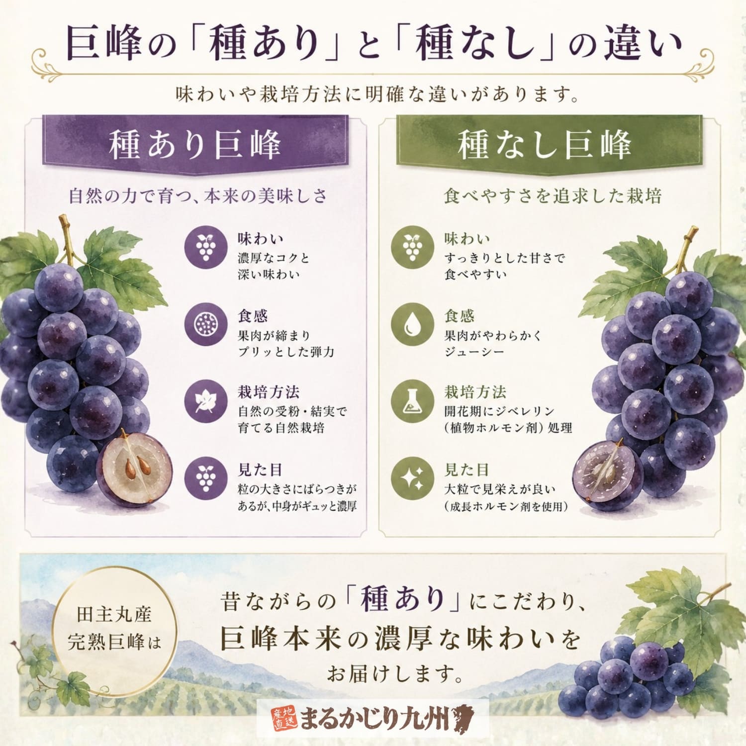 種あり巨峰と種なし巨峰の味わいや栽培方法の違いを比較した図解