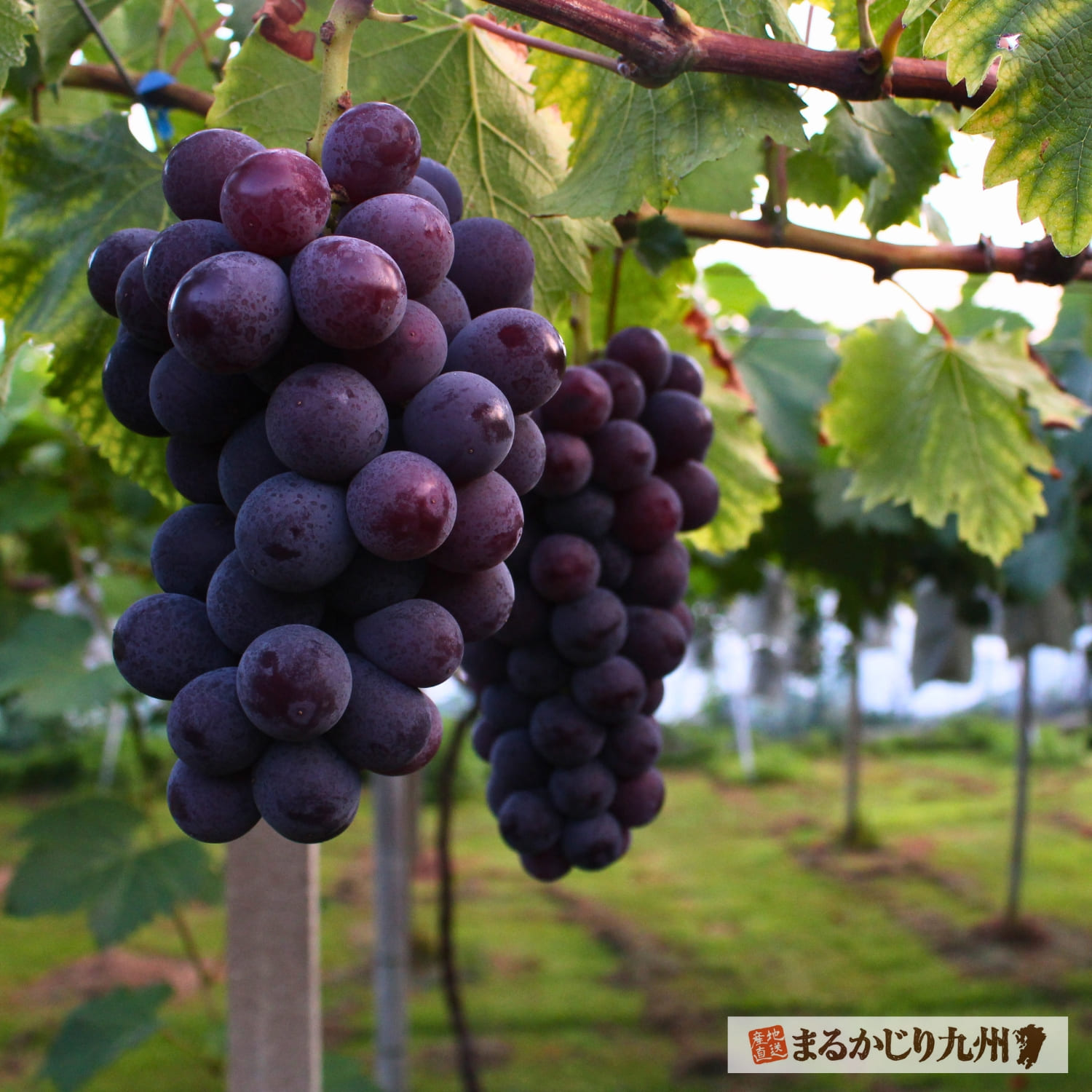 巨峰】福岡県田主丸より美味しい旬のぶどうをお取り寄せ「朝採り完熟