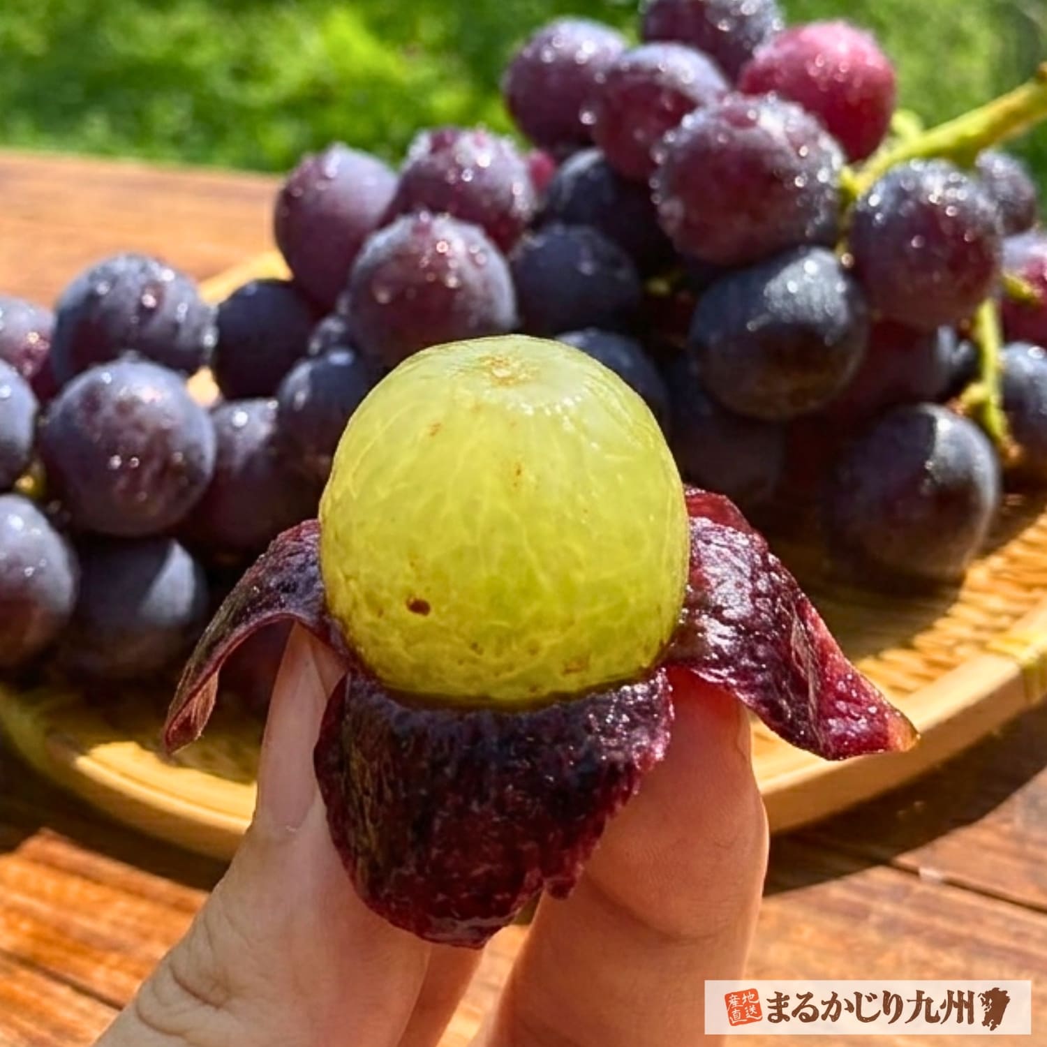 巨峰】福岡県田主丸より美味しい旬のぶどうをお取り寄せ「朝採り完熟