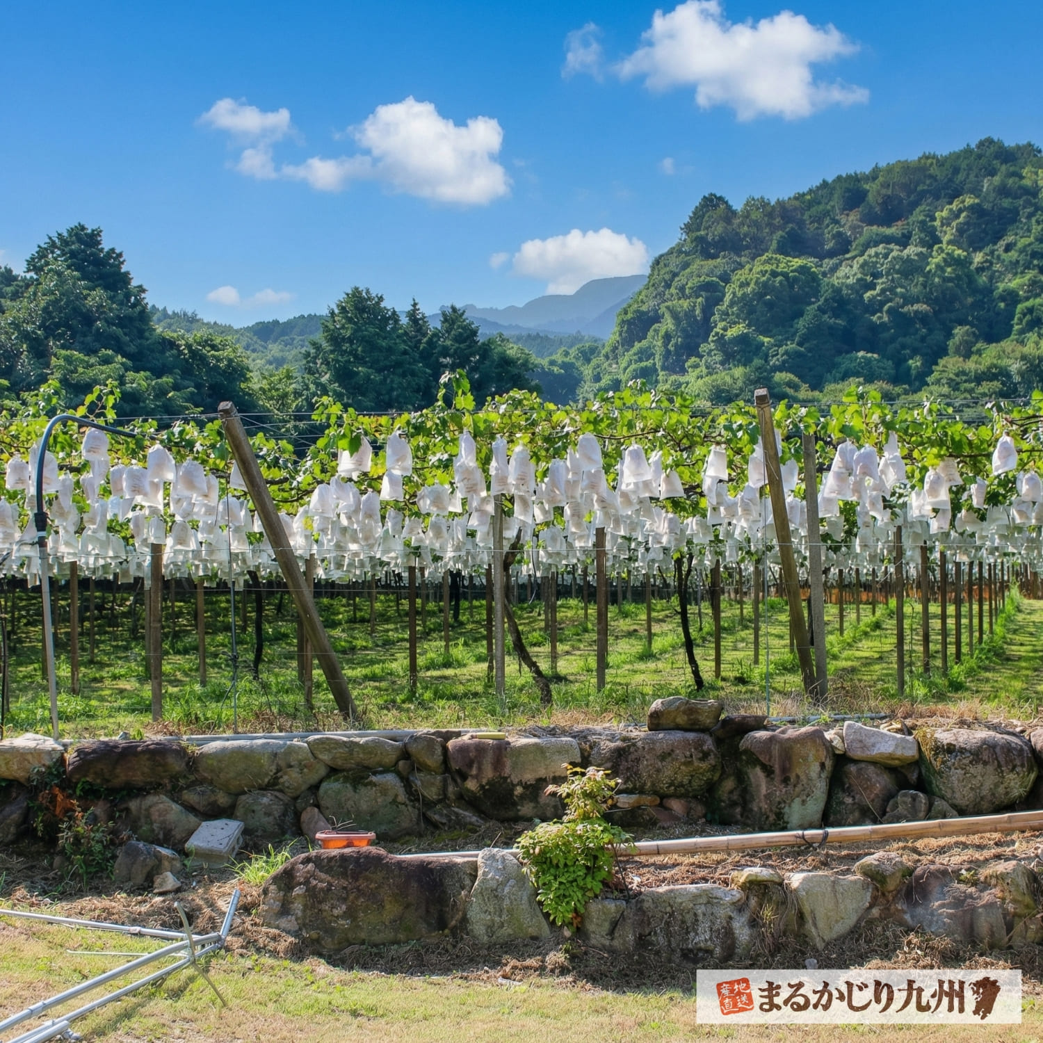 田主丸町の巨峰畑