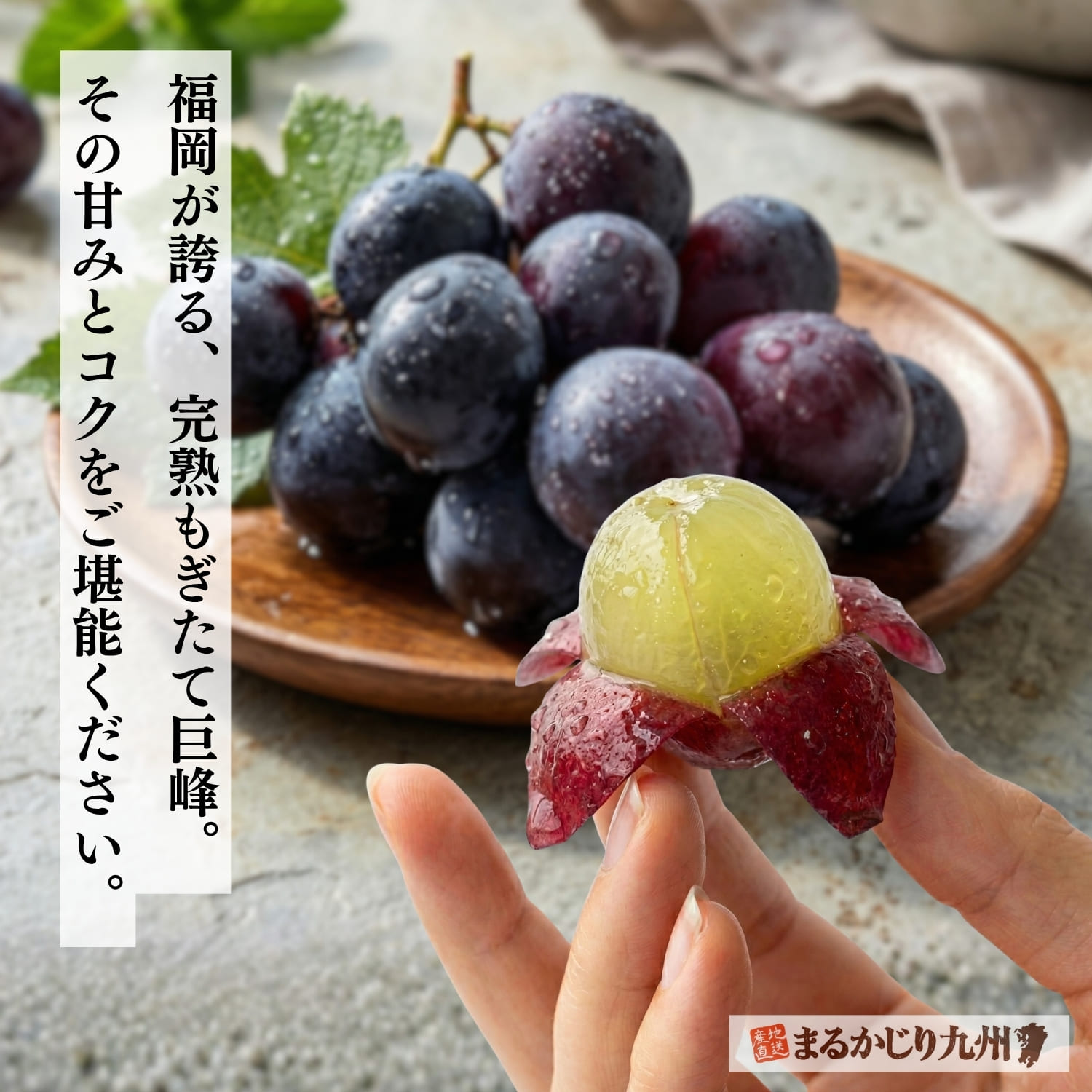 九州から産地直送で届ける完熟巨峰