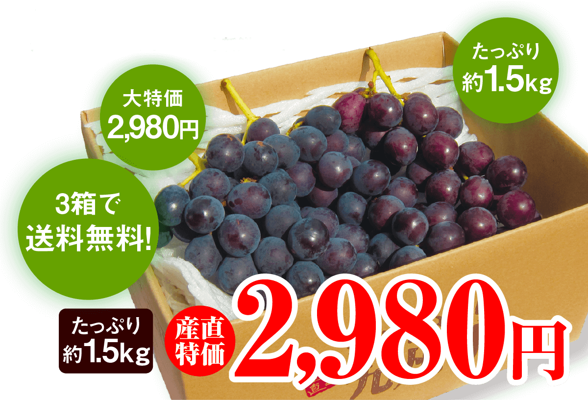 3箱で送料無料！ 大特価2,980円 たっぷり約1.5kg 産直特価2,980円