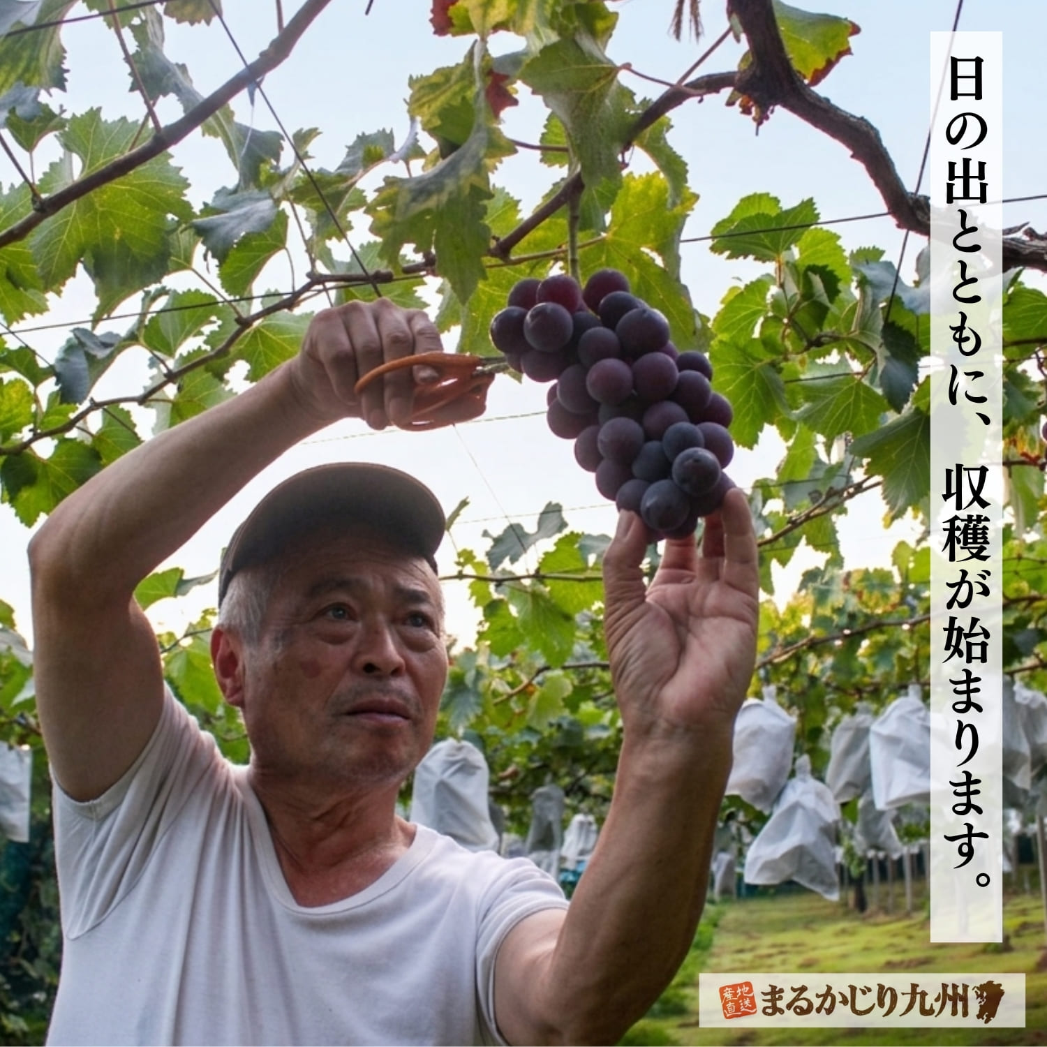 巨峰の収穫作業