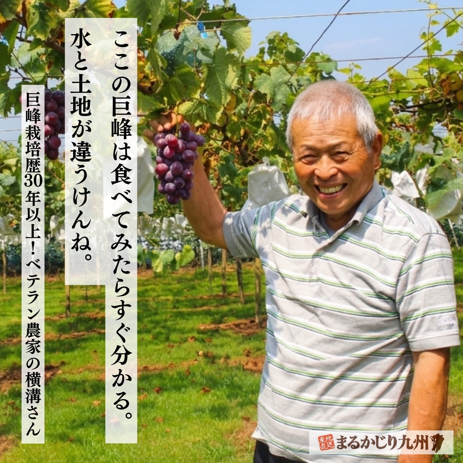 巨峰のベテラン農家・横溝さん