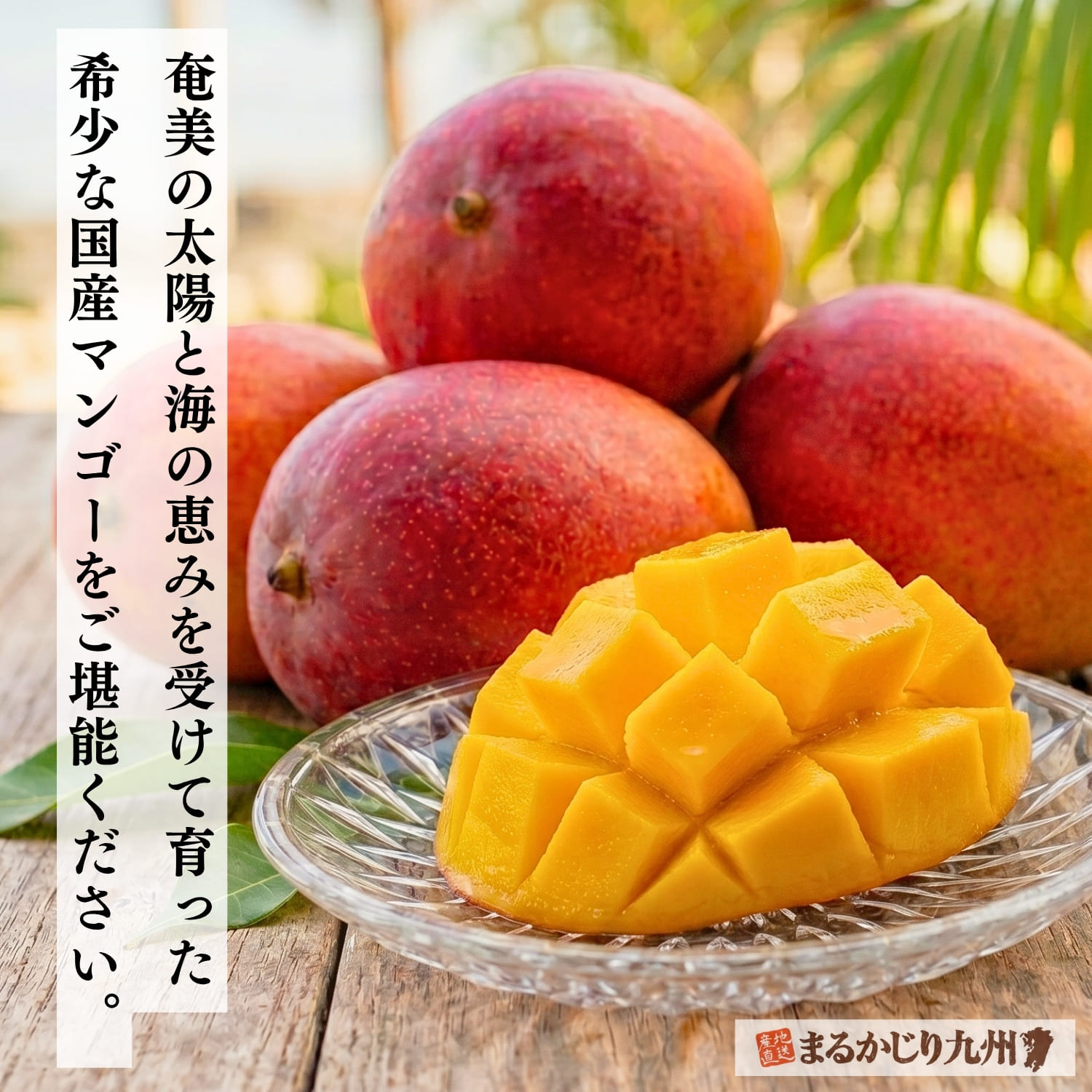 奄美大島産の完熟島マンゴー