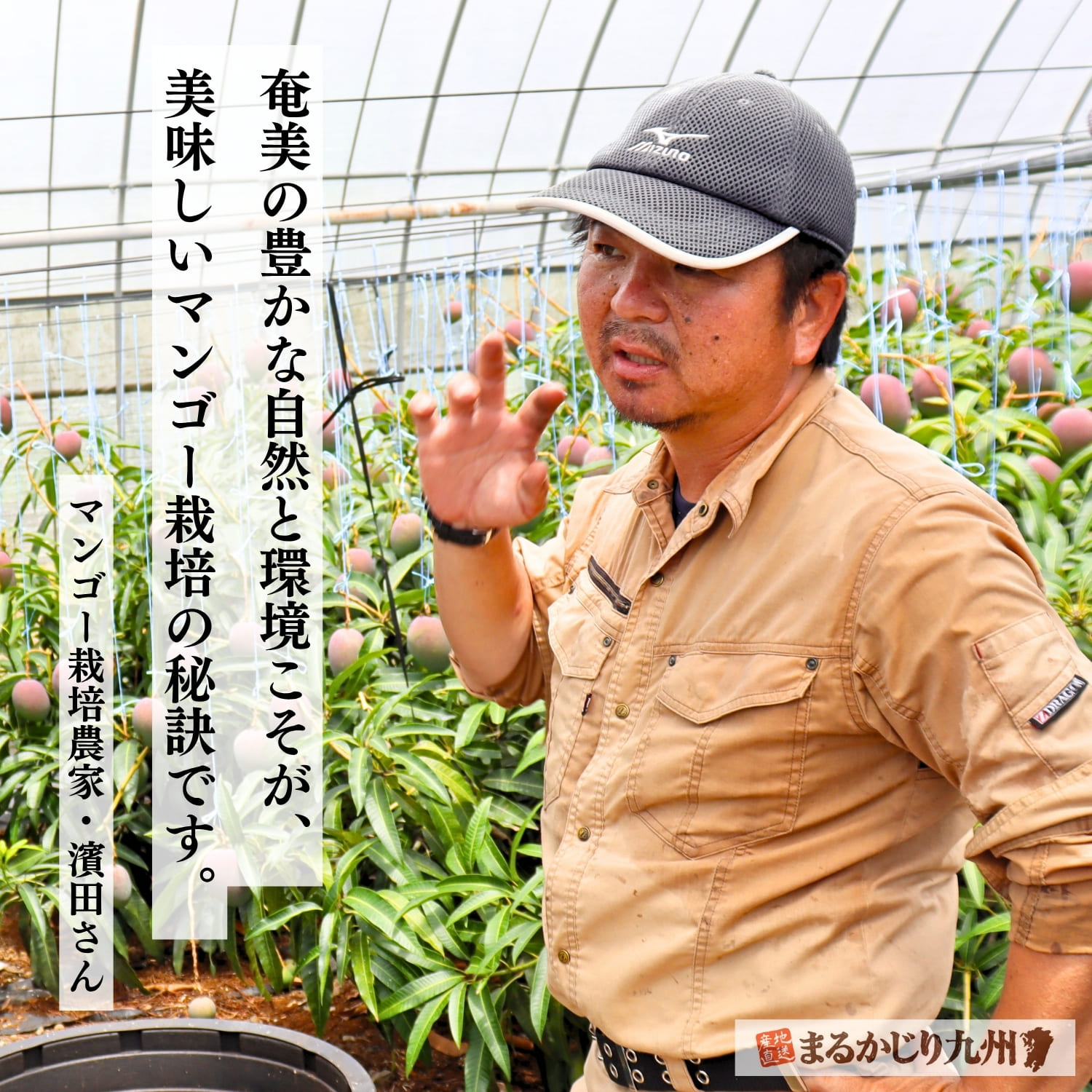島マンゴー栽培について語る契約農家の濱田さん