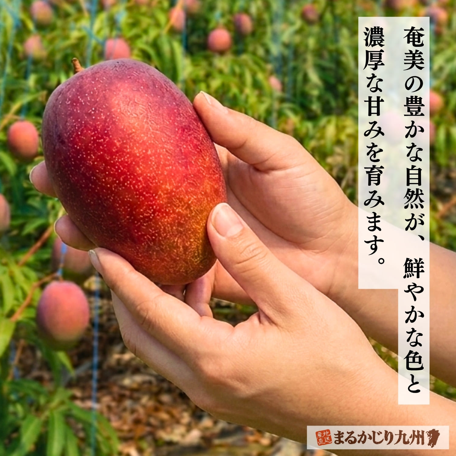 奄美大島の自然豊かな土壌と海風に育まれるマンゴー
