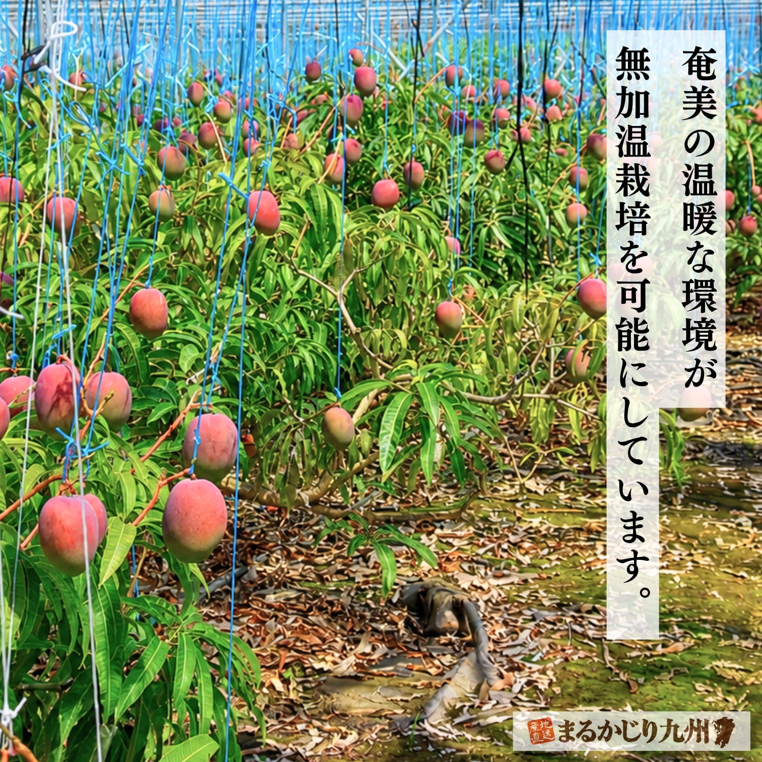 奄美大島で自然の暖かさを活かして育てられる無加温栽培のマンゴー