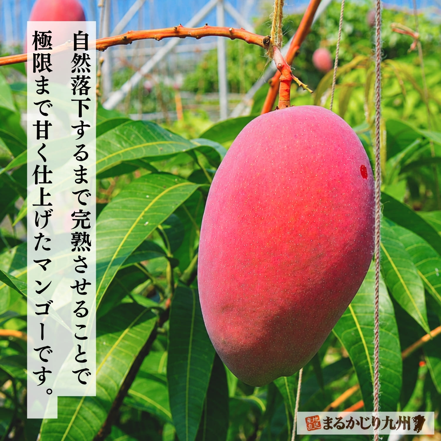 完熟した丸ごとの島マンゴー