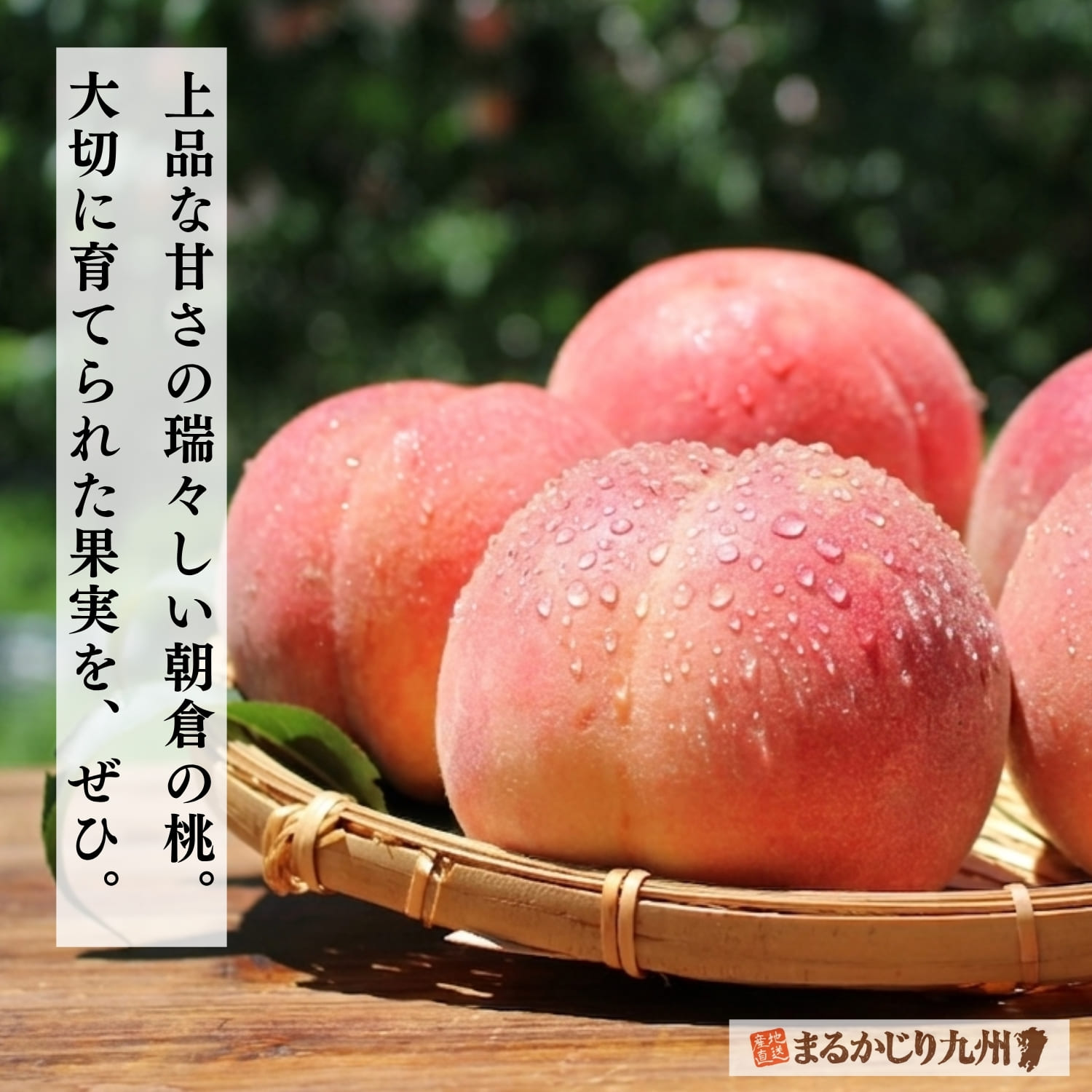 地元・福岡でも高く評価される、美しく実った「朝倉ブランド」の桃