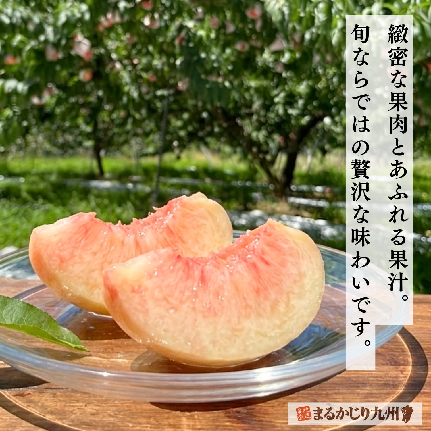 緻密な果肉とあふれる果汁。鮮度にこだわった朝倉産の白桃