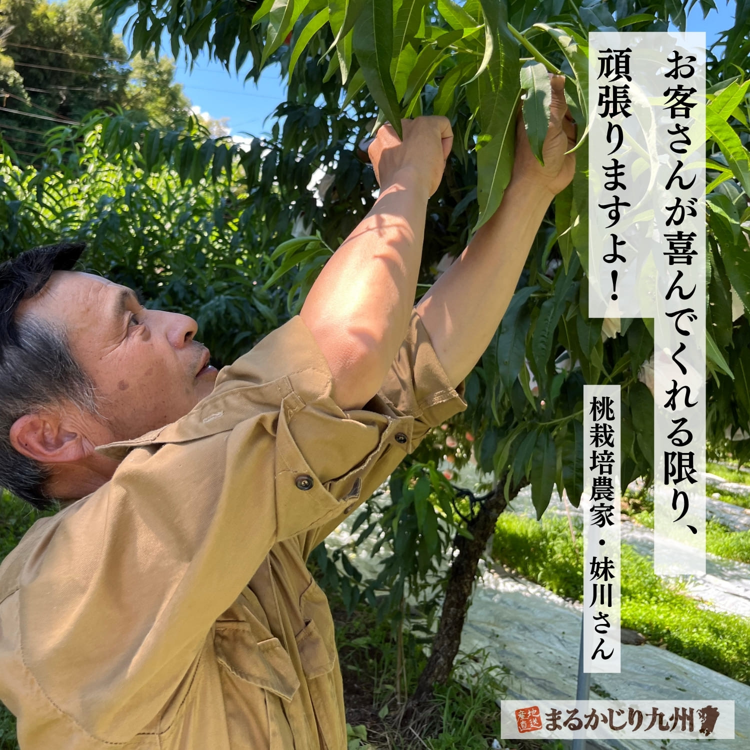 真剣な表情で桃と向き合うベテラン農家の妹川順友さん