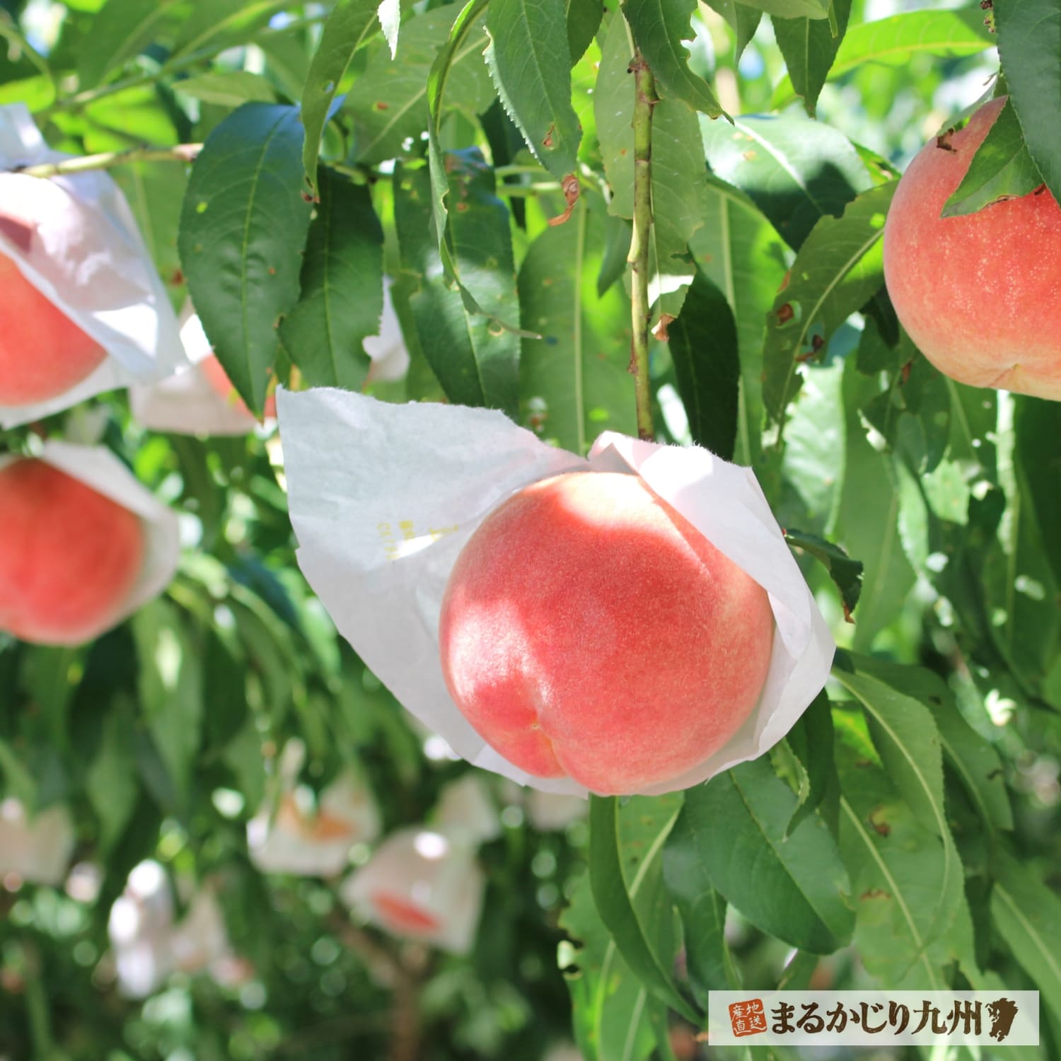 収穫期を迎えた朝倉産の白桃。旬ならではの香りと甘みを蓄えた桃