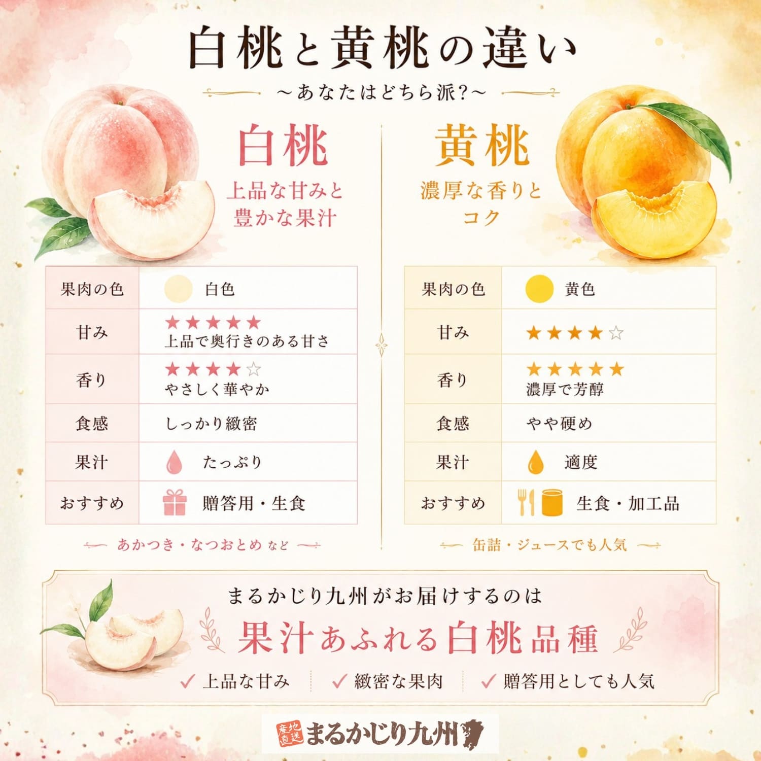 【図解】白桃と黄桃の違い。果肉の色、食感、味の特徴、用途を比較