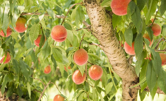モモがたわわに実った桃の木。モモの実がなるまで、細心の注意を払って摘果などの作業が行われます。
