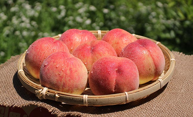 福岡県一の桃生産量を誇る一大産地・朝倉市で収穫された旬のモモ『あさくらの桃』を通販でお届けします。