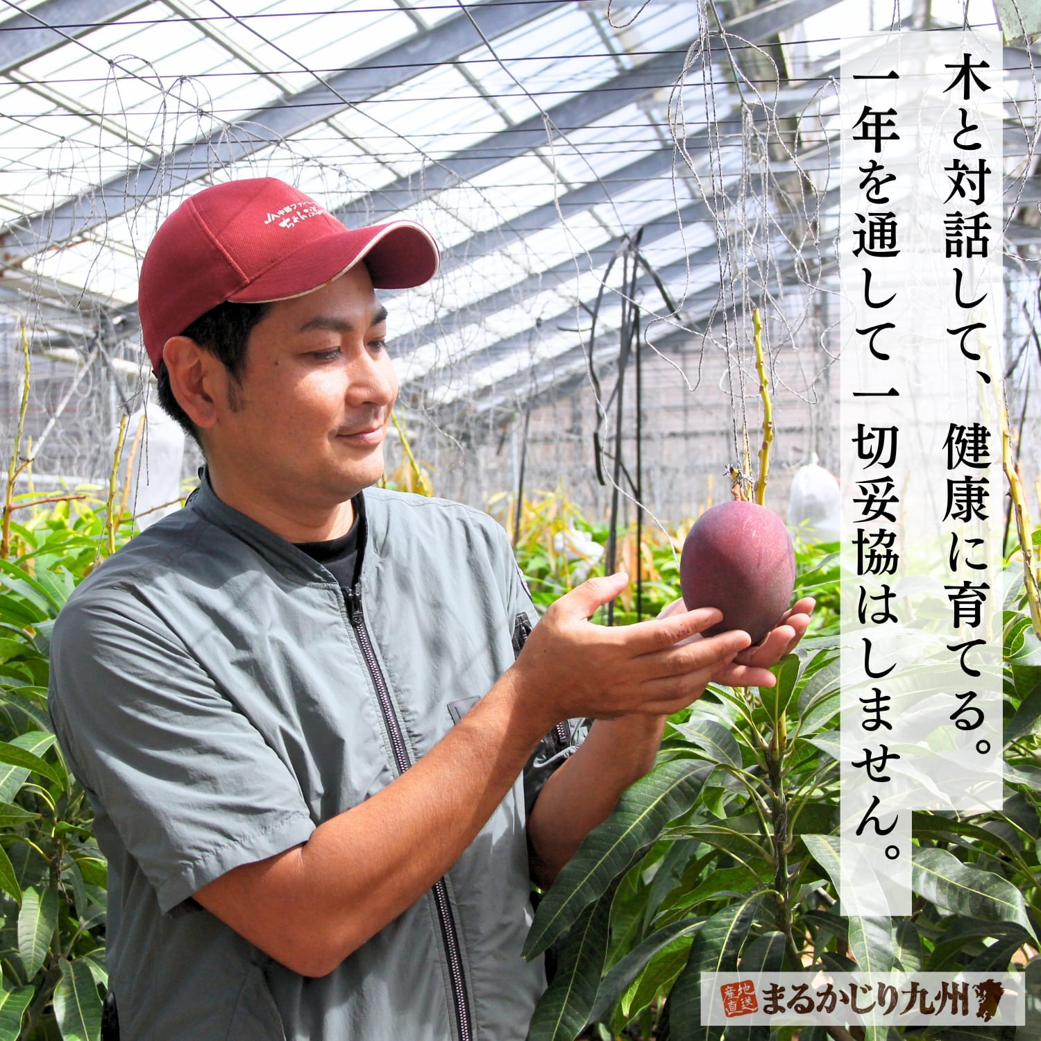 木と対話するように沖縄マンゴーを育てる生産者