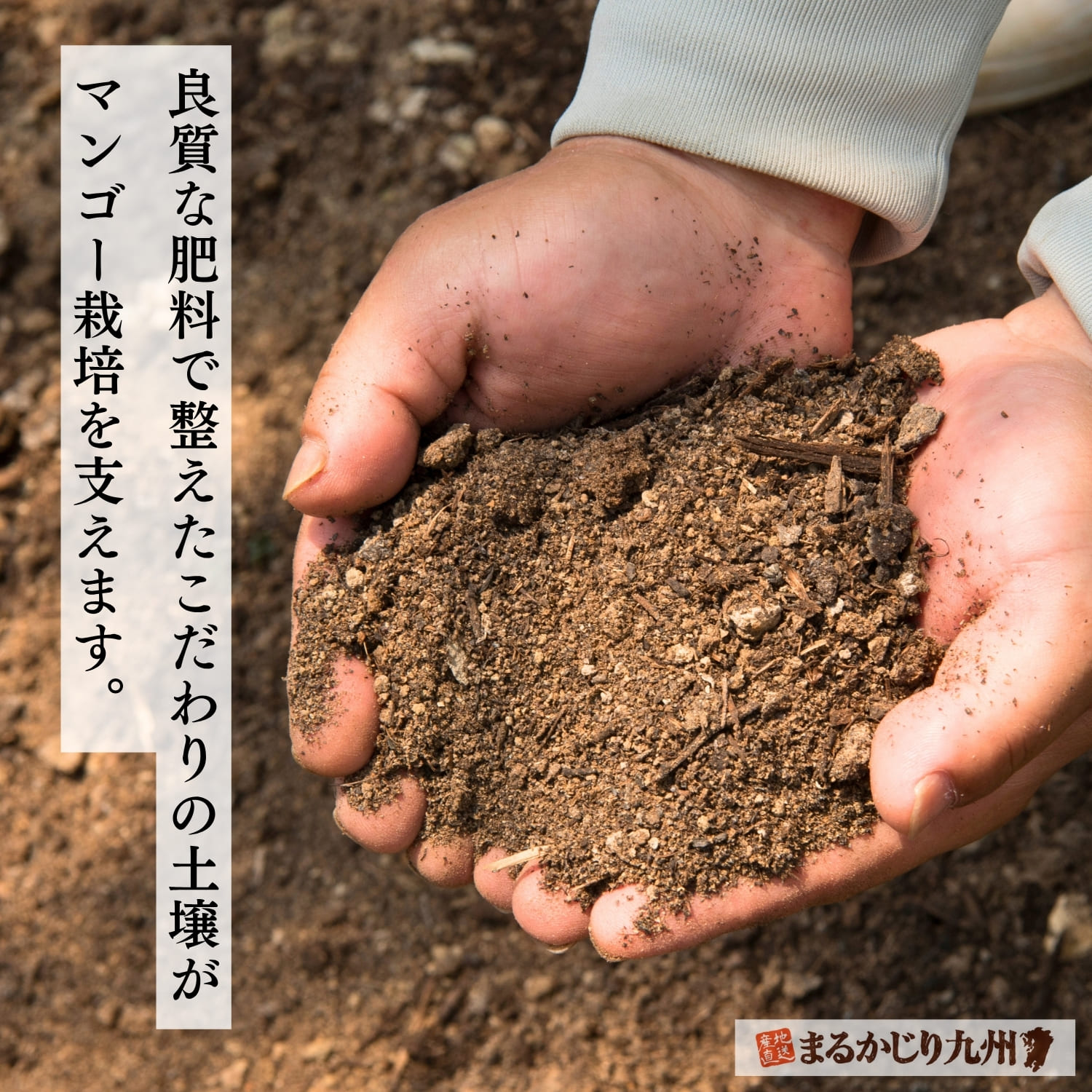 乳酸菌と発酵肥料による土づくりにこだわる沖縄マンゴー農園