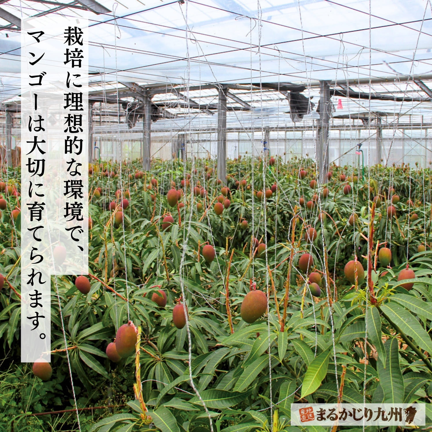 沖縄県うるま市にある完熟マンゴー農園