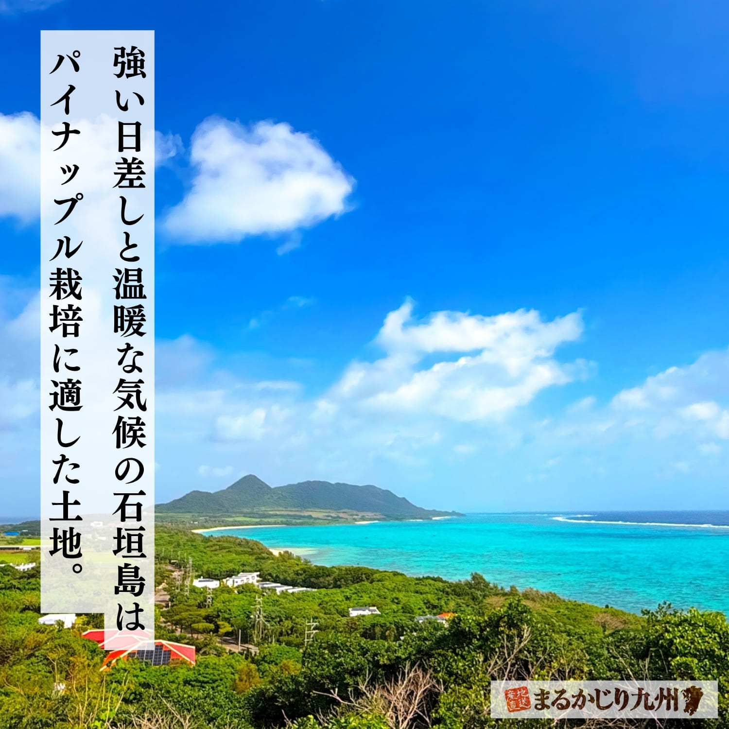 沖縄県石垣島で育てられる完熟パイン