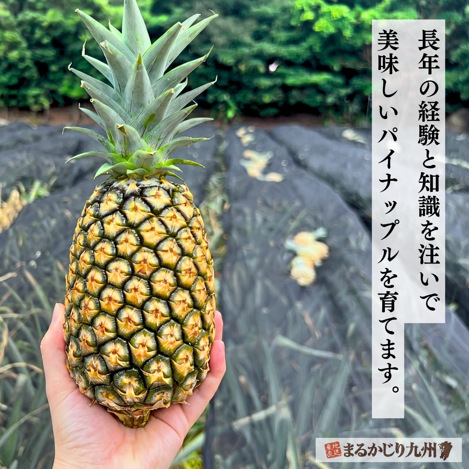 完熟状態を確認しながら育てられる沖縄パイン