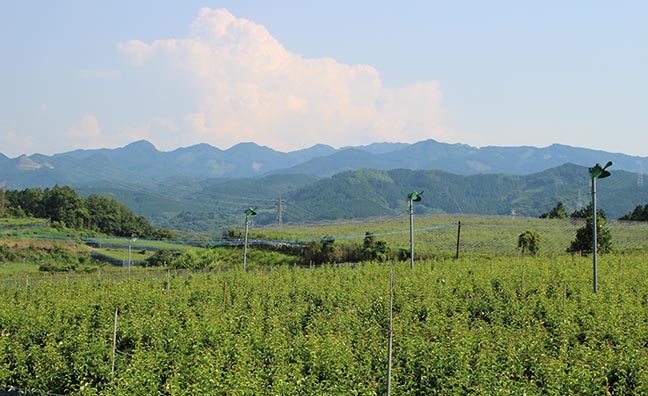 大分県の日田で生産された梨は、美味しいことで有名です。