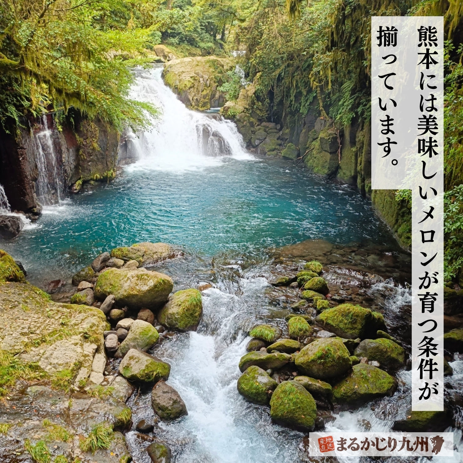 阿蘇の恩恵を受けた豊かな水源と土壌は美味しいメロンが育つ理由です。