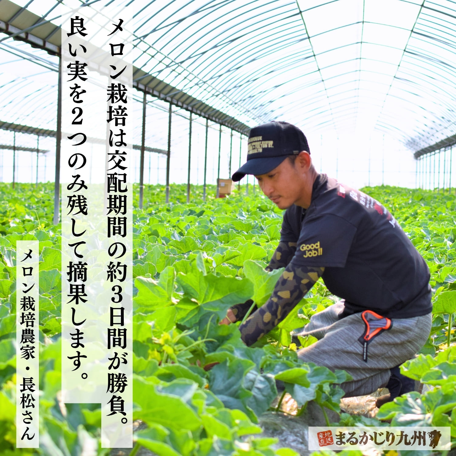 大きく、美味しく育つメロンを見極めて、それ以外を摘果