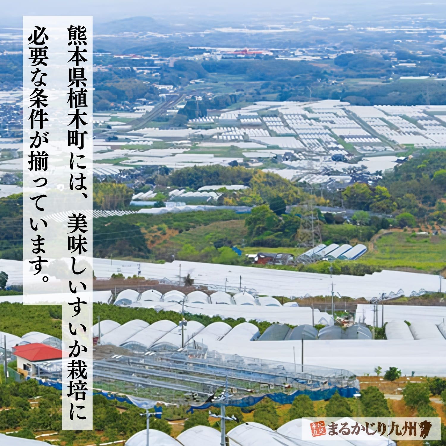 熊本県植木町のすいか畑