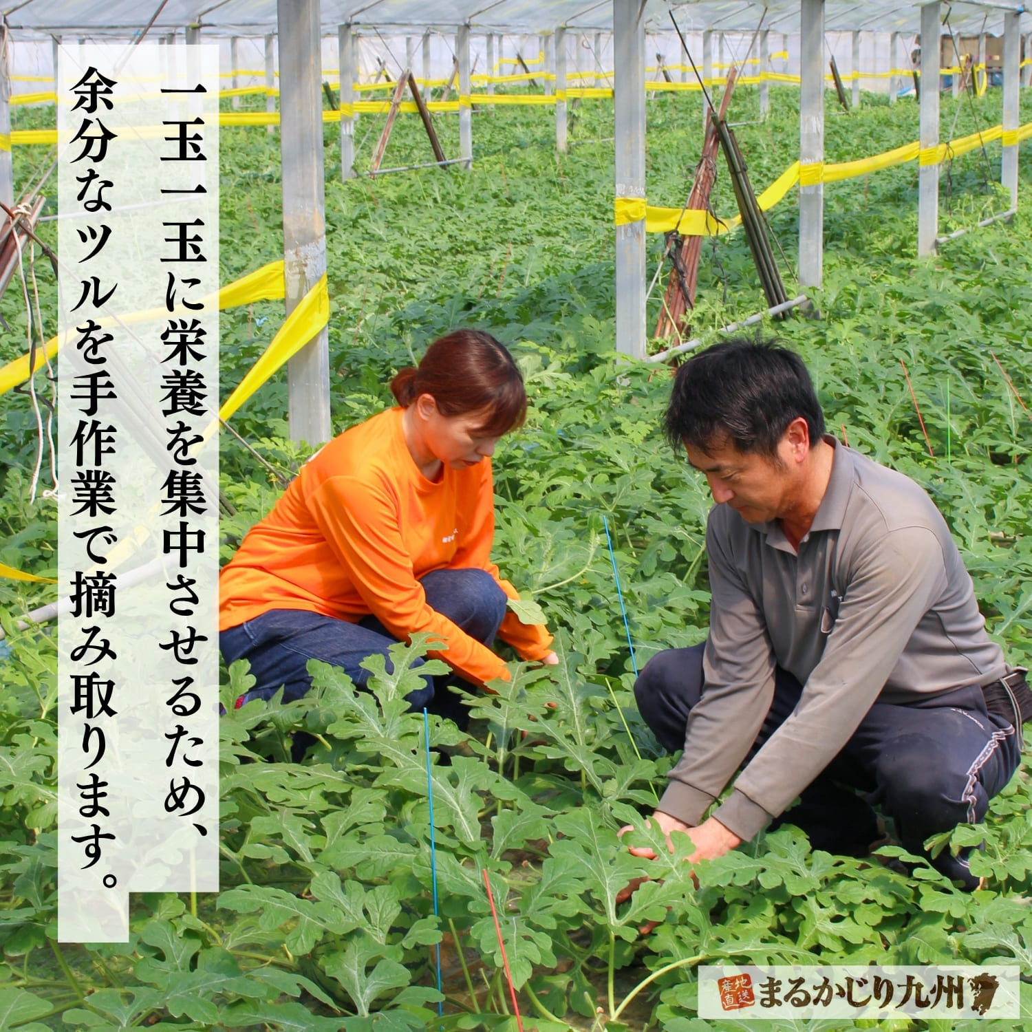 一株に一玉だけを残す摘果作業