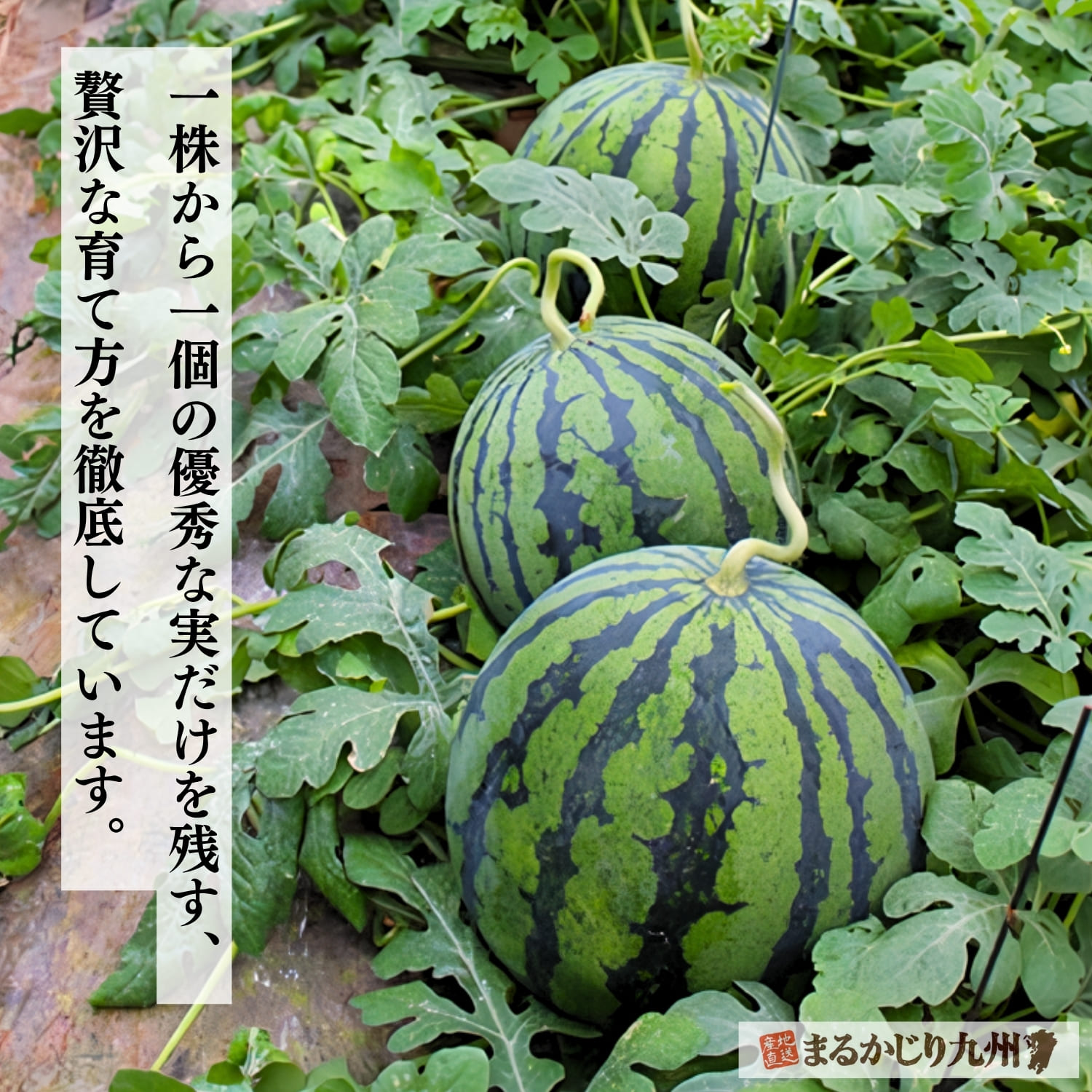 収穫間際の大玉すいか