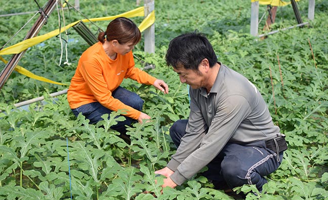 余分なツルを手作業で摘み取ります。その後一つ一つ手作業で余分な実も摘み取るため、一つの株になるすいかはたった一個なのです。